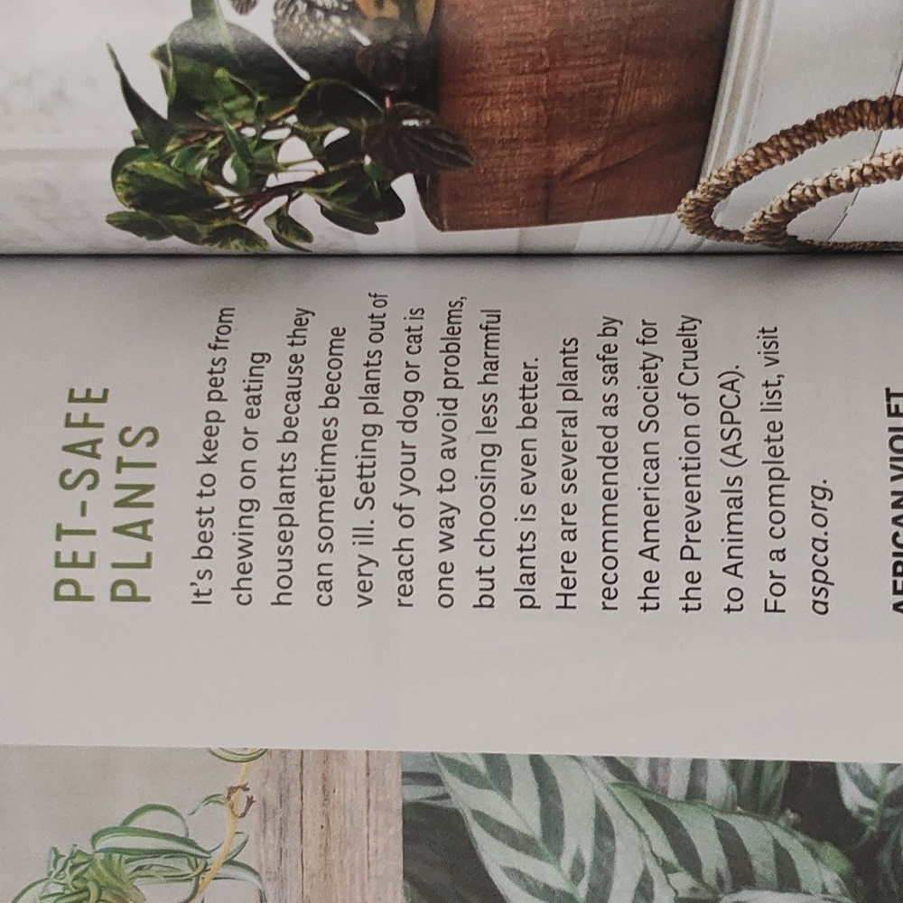 MAGAZINE: HOUSEPLANTS - Picture 12 of 15